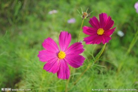 花草高清摄影