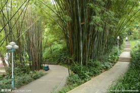 竹林小路