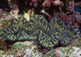 海洋生物 海底世界