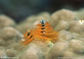 海底世界 海洋生物