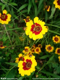 蛇目菊