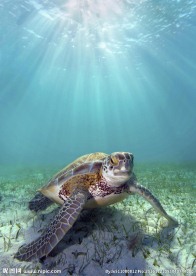 海龟