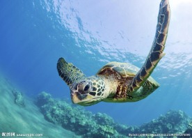 海龟