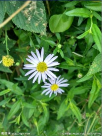 白菊花