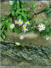 白色菊花