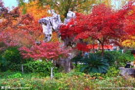 栖霞山红叶 栖霞古寺