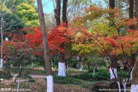 栖霞山红叶 栖霞古寺