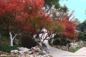 栖霞山红叶 栖霞古寺