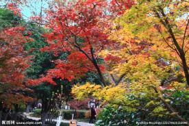 栖霞山红叶 栖霞古寺