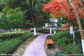 栖霞山红叶 栖霞古寺