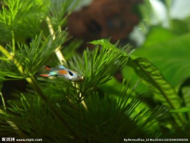 孔雀鱼安德拉斯双剑