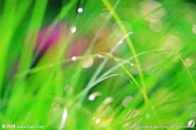 绿色植物