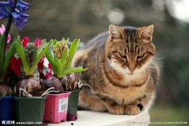 风信子盆栽小猫图片