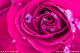 紫色花