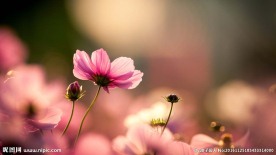粉红小花