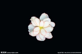 李子花