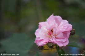 一朵小花
