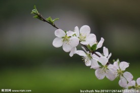 春天的花