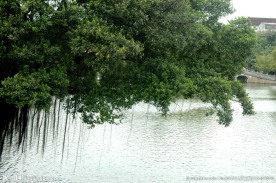 湖边湖水