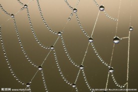 蜘蛛网
