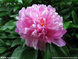 牡丹花 花卉 鲜花 花朵 牡丹