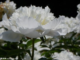 牡丹花 花卉 鲜花 花朵 牡丹