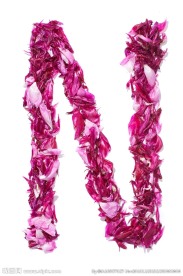 牡丹花 花卉 鲜花 花朵 牡丹