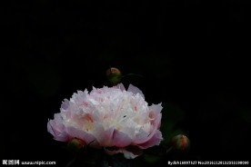 牡丹花 花卉 鲜花 花朵 牡丹