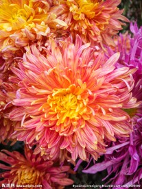 金菊 菊花 秋菊