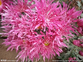 菊花 秋菊 红菊花