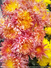 金菊  菊花
