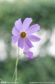 格桑花