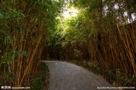 竹林小道