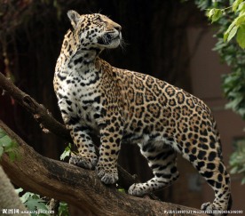 豹子 豹 猎豹 野生豹子 野生