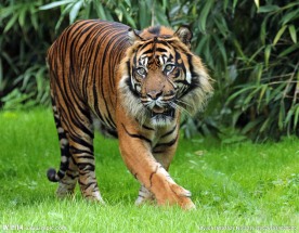 虎 老虎 东北虎 野生 野性