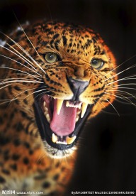 豹子 豹 猎豹 野生豹子 野生