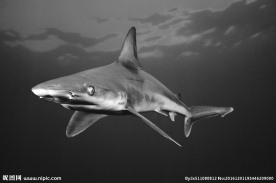 鲨鱼