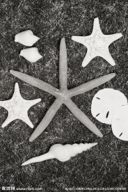 海螺海星