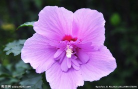 木槿花 粉红花朵 花瓣 花蕊