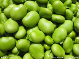 蚕豆 蚕豆角 新鲜蚕豆 嫩蚕豆