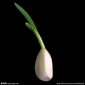 大蒜 蔬菜 原料 唯美 美食