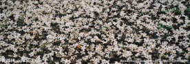 花海 落花 花瓣