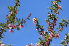 桃花树枝