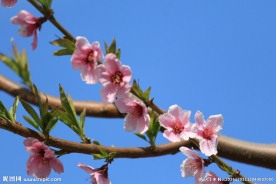 粉红桃花