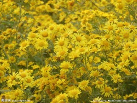 野菊花
