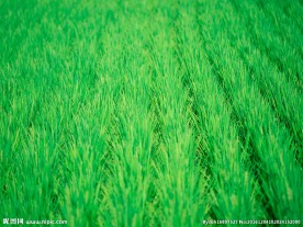 田野 梯田 农田 农地 庄家