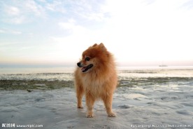 迷你博美犬图片