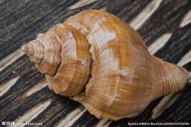 海螺