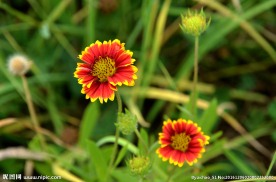 太阳花 花儿 花 花景 太阳