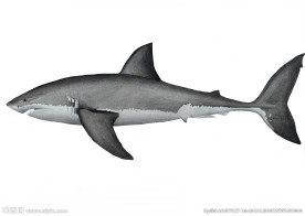水彩大白鲨